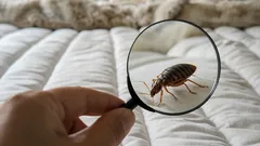 Jak zjistit, zda máte doma štěnice: příznaky, na které si dát pozor