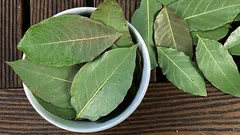 Proč lidé dávají list vavřínu do květináče s pokojovými rostlinami?